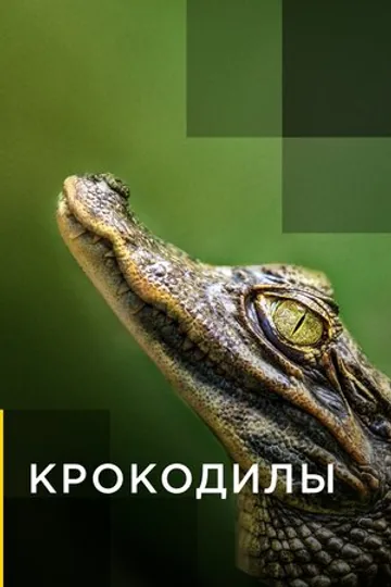 Крокодилы