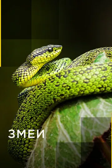Змеи
